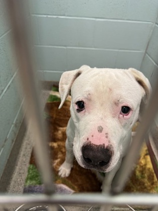 Help Rehome This Dog Dog
