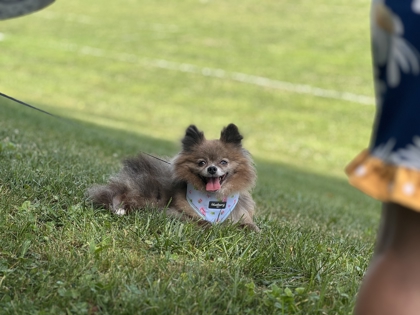 Learn More About Oreo