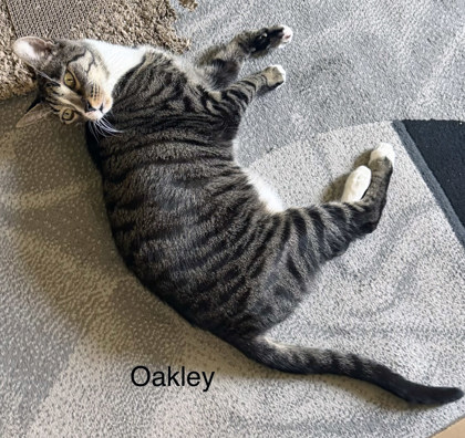 Photo of Oakley (Bonded to Oliver Dean)(in foster)