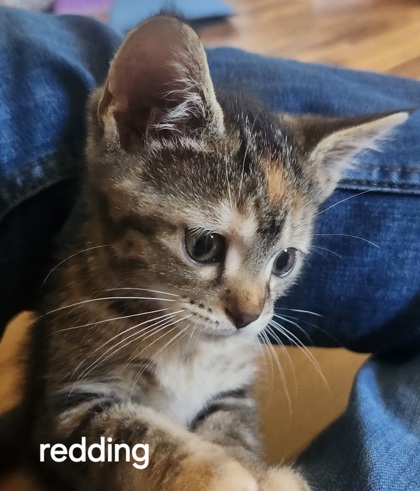 View Redding the Cat Photo #2