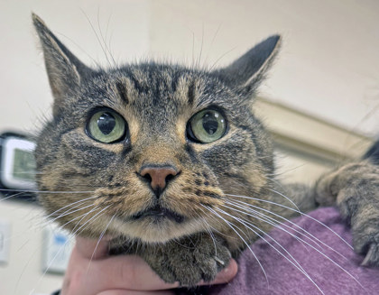 View Lady Bug the Cat Photo #1