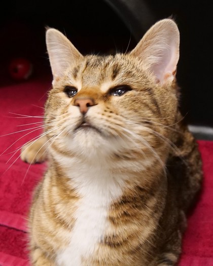 Learn More About Purranha