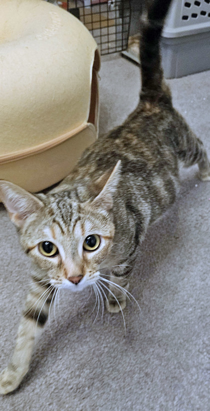 View Amelia the Cat Photo #2