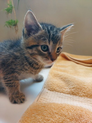 Learn More About Jj Photo of JJ