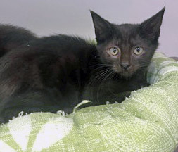 View Andromeda the Cat Photo #3