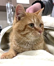 View Jack Frost the Cat Photo #1