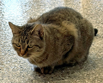 View Fergie (at Smitten Kitten) the Cat Photo #2