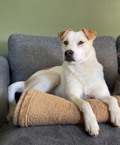 Have You Seen Panda? Dog