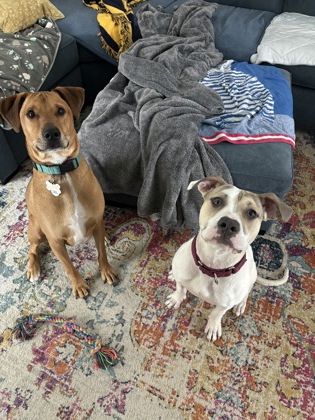 View Christina the Dog Photo #2