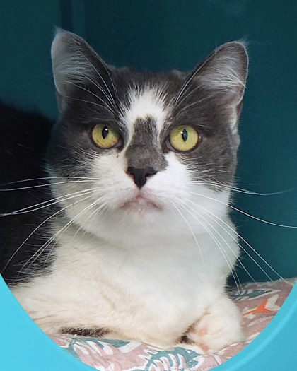 View Belle the Cat Photo #1