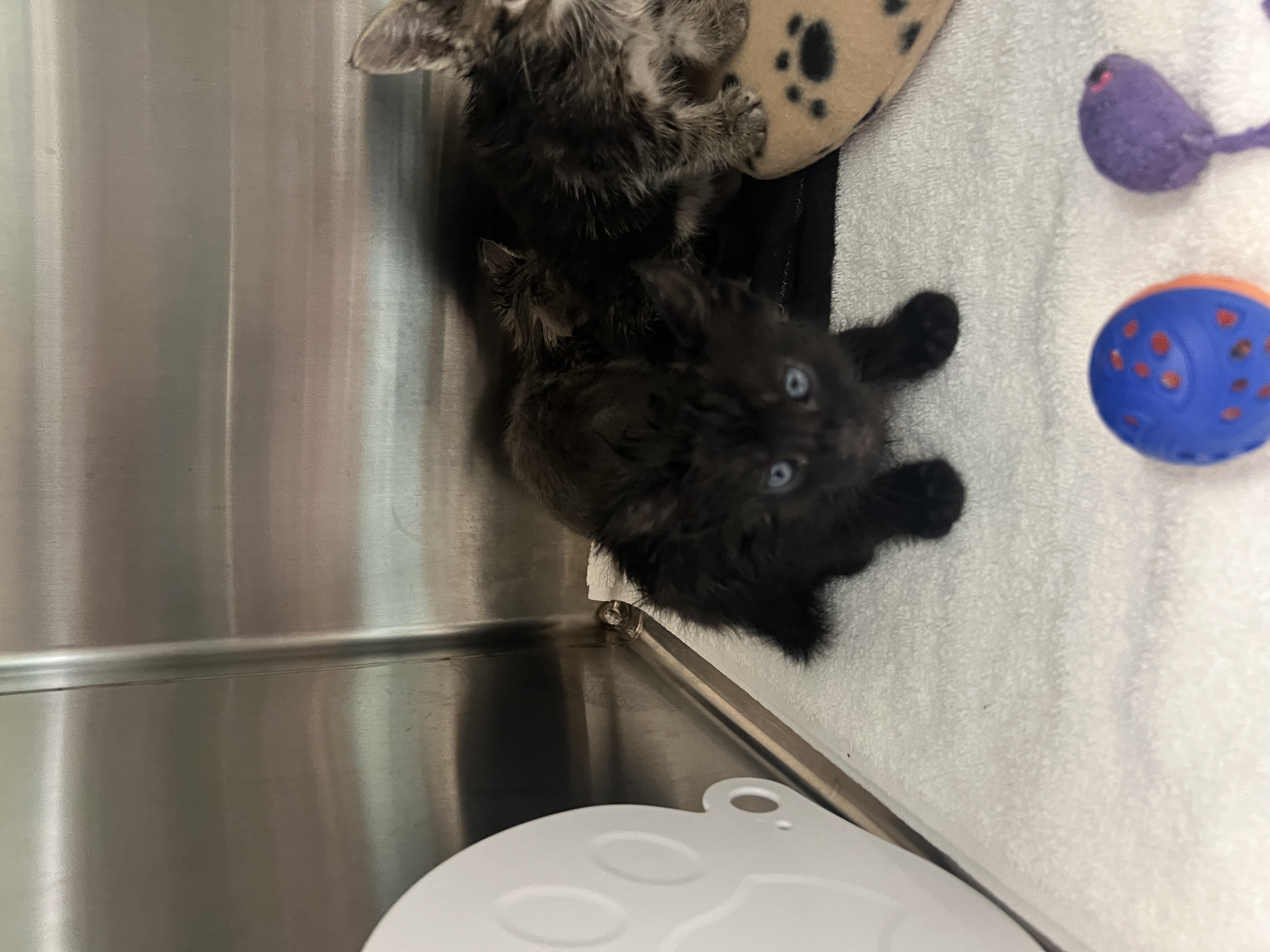 Help Rehome This Cat Cat