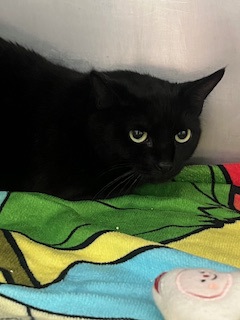 Help Rehome This Cat Cat