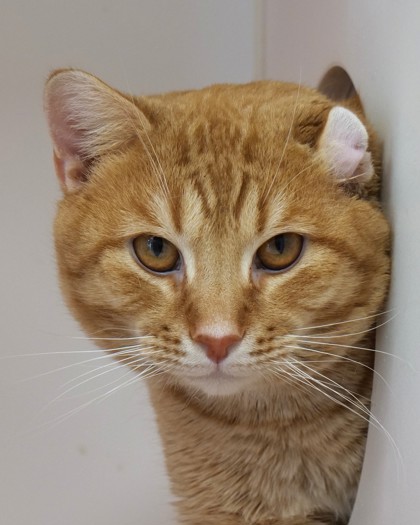 View Dennis (in Foster) the Cat Photo #2