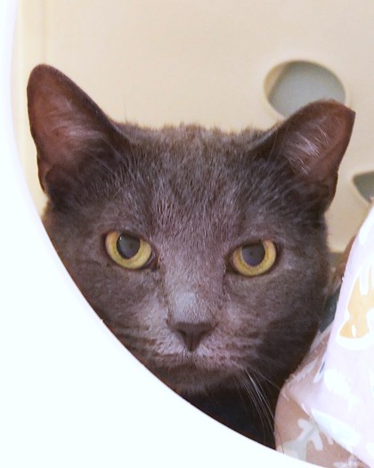 View Sprinkles the Cat Photo #2