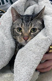 View Tabby Grace the Cat Photo #2