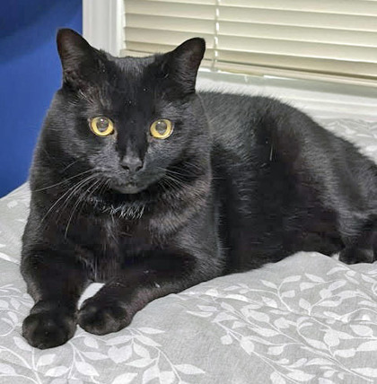 Henry (in foster)