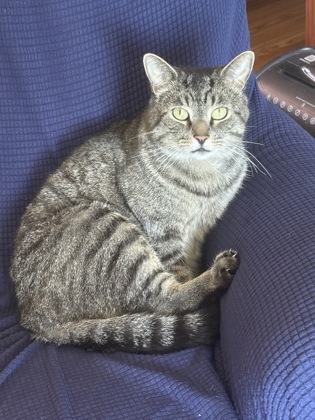 View Coggie the Cat Photo #2
