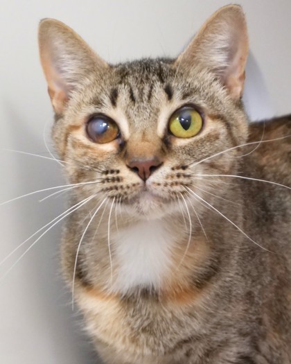 Learn More About Pimento Photo of Pimento