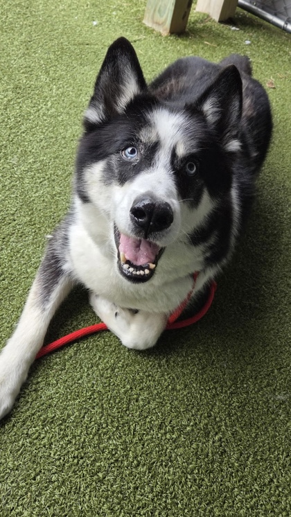 Learn More About Samson Pete Photo of Samson Pete