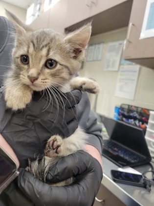 Help Rehome This Cat Cat