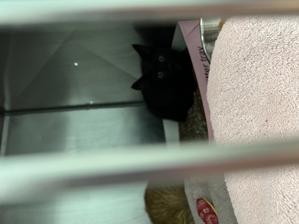 Help Rehome This Cat Cat