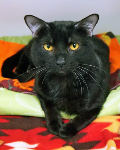 View Connor the Cat Photo #1