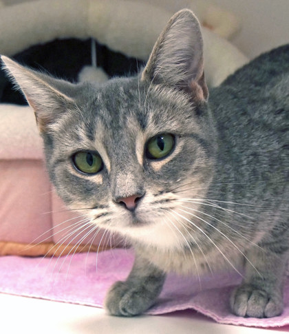 View Demure the Cat Photo #1