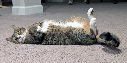 View Matteo the Cat Photo #1