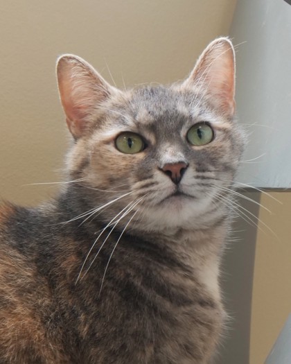 View Bliss the Cat Photo #1