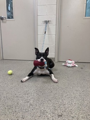 View Kourt the Dog Photo #2