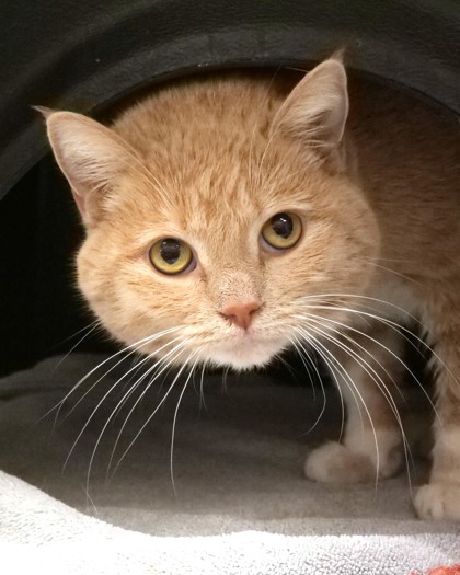 View Miss Boo the Cat Photo #1