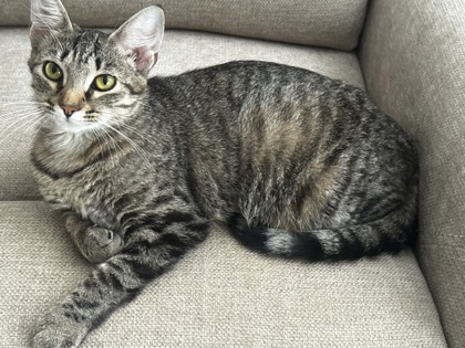 View Nebula the Cat Photo #3