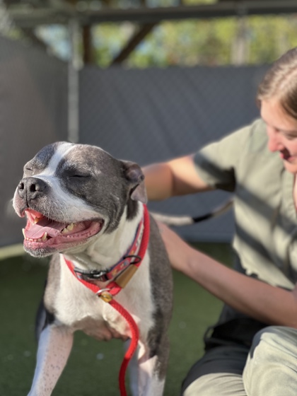 View Zeus The Mighty (In Foster) the Dog Photo #1