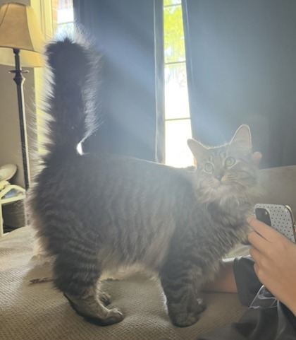 Have You Seen Milo? Cat