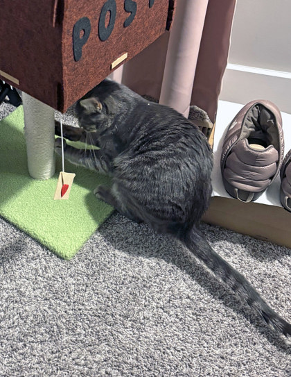 View Pickles (in Foster) the Cat Photo #2