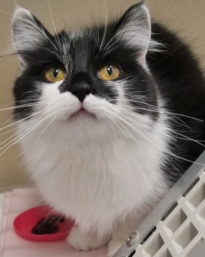 Mimi Girl (Bonded with Cici)