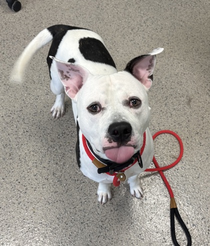 View Moose the Dog Photo #1