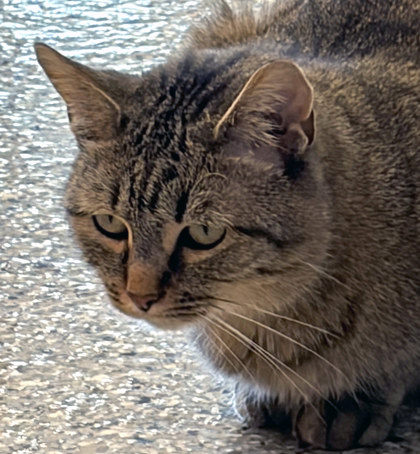 Photo of Fergie (at Smitten Kitten)