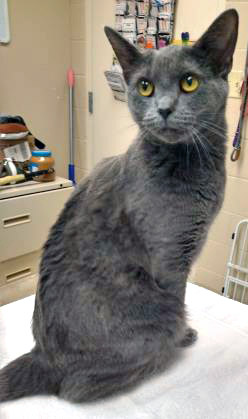 View Beast the Cat Photo #2