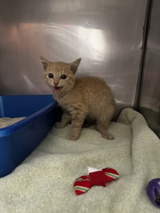 Help Rehome This Cat Cat