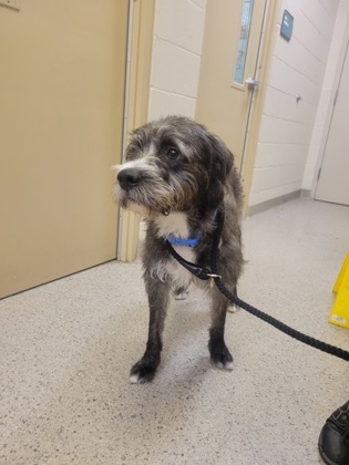Help Rehome This Dog Dog
