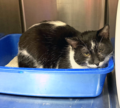 View Marshmellow the Cat Photo #1