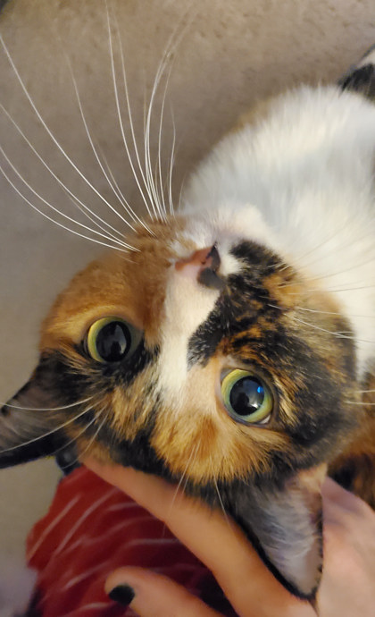 Learn More About Bulbasaur (in Foster) Bulbasaur (in foster)