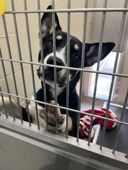 View Blue the Dog Photo #1