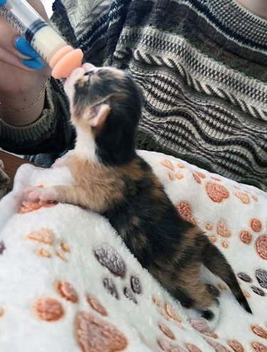 View Calypso the Cat Photo #2