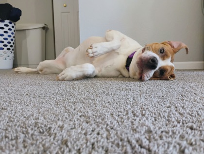 View Murphy (in Foster) the Dog Photo #1