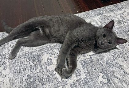 View Daffy Duck (in Foster) the Cat Photo #2