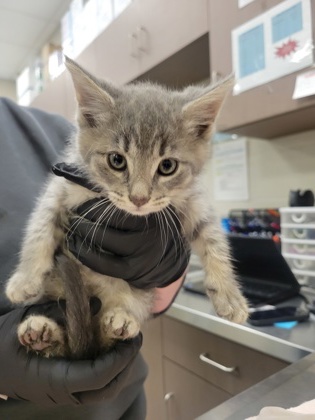 Help Rehome This Cat Cat