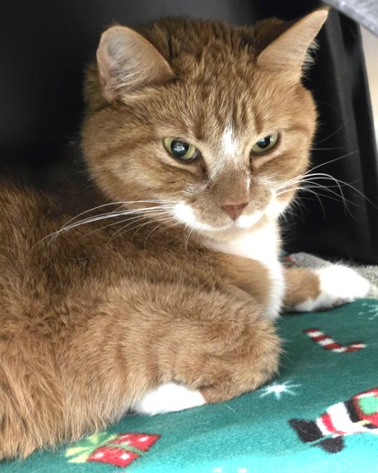 Kitty Anne