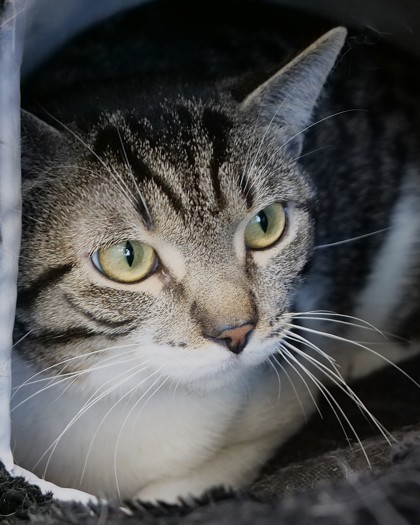 Learn More About Clancy Photo of Clancy